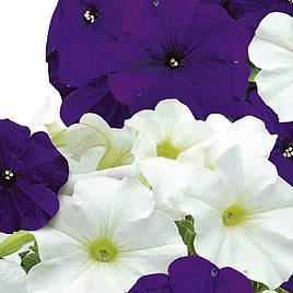 Petunia Seeds - Skyline Mix