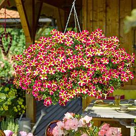 Petunia Amore™ Queen of Hearts