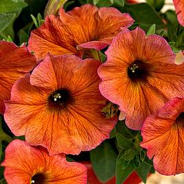 Super Petunia (Beautical) Plants - Cinnamon