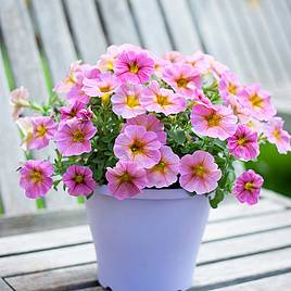 Super Petunia (Beautical) Plants - Sunray Pink