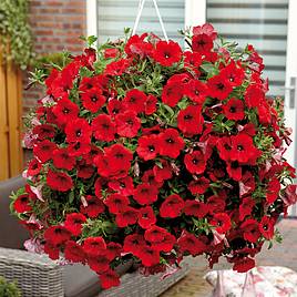 Petunia Trailing Surfinia Deep Red