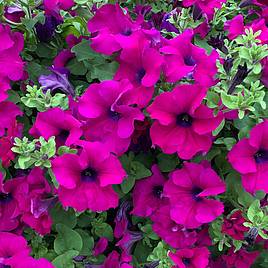 Petunia Trailing Surfinia Purple