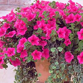 Petunia Trailing Surfinia Hot Pink