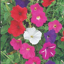 Petunia Seeds -  F2 Cheerful Mix