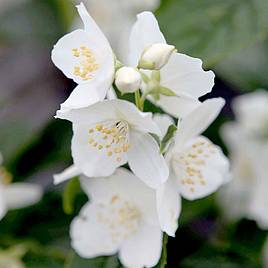 Philadelphus coronarius Variegatus