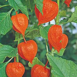 Chinese Lantern - Seeds