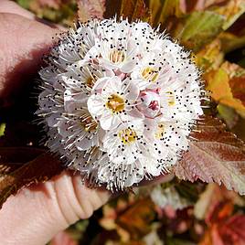 Physocarpus opulifolius Amber Jubilee