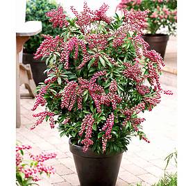 Pieris japonica Passion