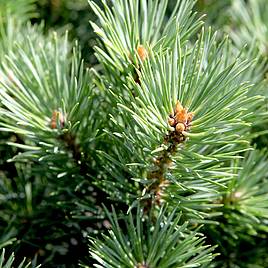 Pinus sylvestris Watereri