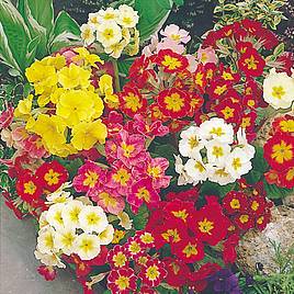 Polyanthus Seeds - Giant Thrill Mix