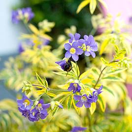 Polemonium Golden Feathers