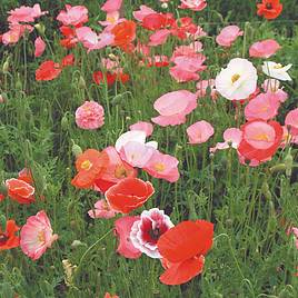 Poppy (Organic) Seeds - Mix