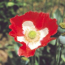 Poppy Seeds - Danish Flag