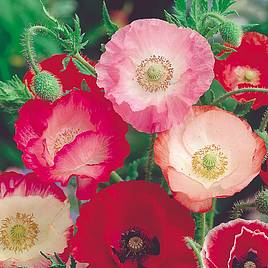 Poppy Shirley Mix - Seeds