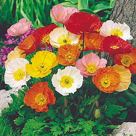 Poppy Seeds - Iceland Poppy