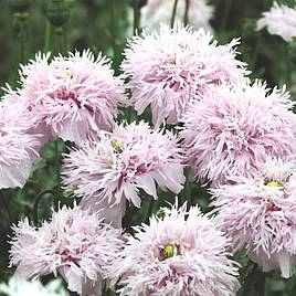 Poppy Seeds - Lilac Pompom