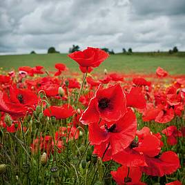 Poppy Seeds - Field Poppy (rhoeas)