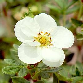 Potentilla fruticosa Crème Brule First Edition