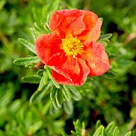 Potentilla fruticosa Red Ace