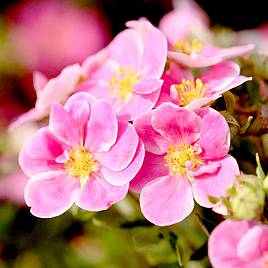 Potentilla fruticosa Pink Paradise