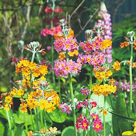 Primula Seeds - Candelabra Hybrids Mix