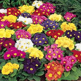 Primrose Springtide Mix - Seeds