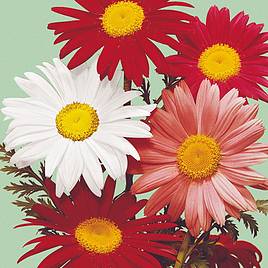 Pyrethrum Large Flowered Hybrids - Seeds