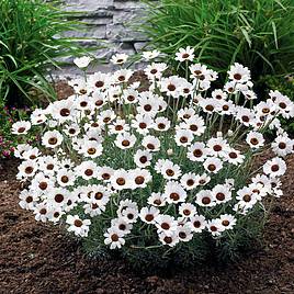 Rhodanthemum Casablanca