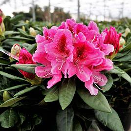 Rhododendron Cosmopolitan