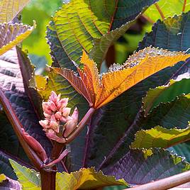 Castor Oil Plant - Seeds