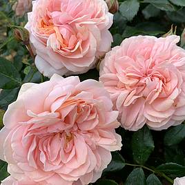 Rose Joie de Vivre (Floribunda Rose)