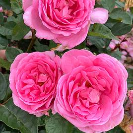 Rose Mum in a Million (Hybrid Tea Rose)