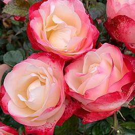 Rose Nostalgia (Hybrid Tea Rose)