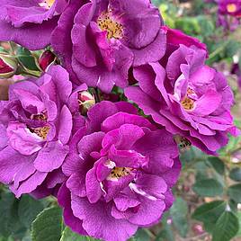 Rose Rhapsody in Blue (Floribunda Rose)