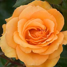 Rose Super Trooper (Floribunda Rose)