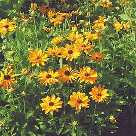 Rudbeckia Seeds - Marmalade