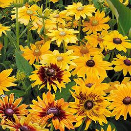 Prairie Seeds - Rudbeckia Mix