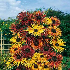 Rudbeckia Seeds - Chim Chiminee