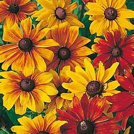 Rudbeckia Seeds - Rustic Dwarf Mix