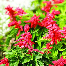 Salvia splendens Seeds - Blaze of Fire