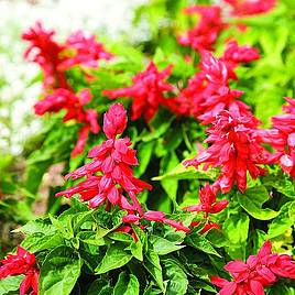 Salvia splendens Blaze of Fire