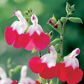 Salvia Hot Lips