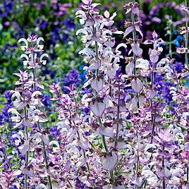 Salvia sclarea Seeds - Euphoria