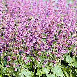 Salvia Seeds - Purple Fairy Tale