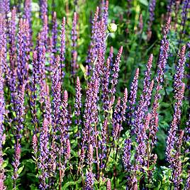 Salvia nemorosa Caradonna