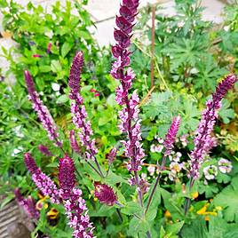 Salvia nemorosa Caradonna Pink Inspiration