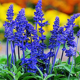 Salvia farinacea Seeds - Victoria