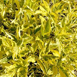 Sambucus nigra Madonna