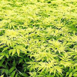 Sambucus racemosa Sutherland Gold