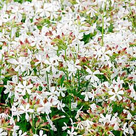Soapwort Graciella White - Seeds
